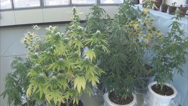 育てた大麻を「タダであげることが多い」とも…販売目的で大麻草を栽培した等の現行犯で41歳会社員の男逮捕