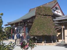 境内に約300種類4000本以上…“さざんか寺”として知られる寺で花が見頃迎える 12月末まではライトアップも 愛知