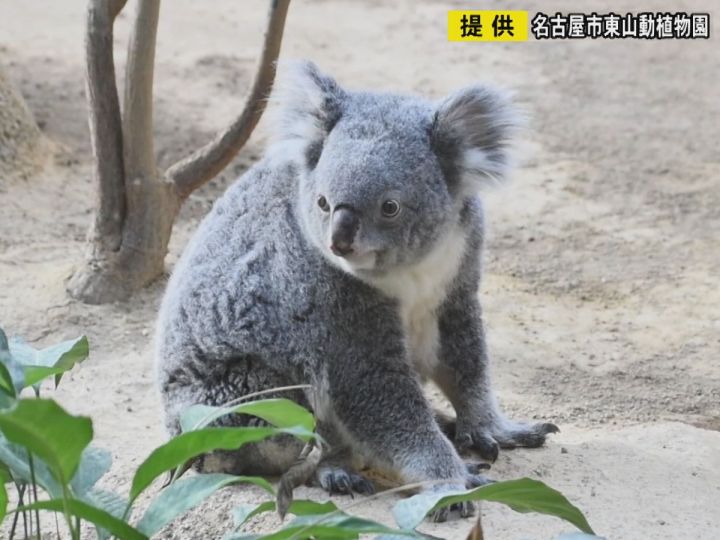 5頭の子をもうける…名古屋・東山動植物園のコアラ「ティリー」死ぬ 人間の80代くらいで12月中旬に体調悪化