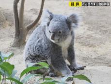 5頭の子供もうける…名古屋・東山動植物園のコアラ「ティリー」死ぬ 人間の80代くらいで12月中旬に体調悪化