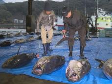 メバチマグロやビンチョウマグロ等…尾鷲港で年末年始向けのマグロ水揚げ 小笠原周辺で獲られた約500匹が魚市場に