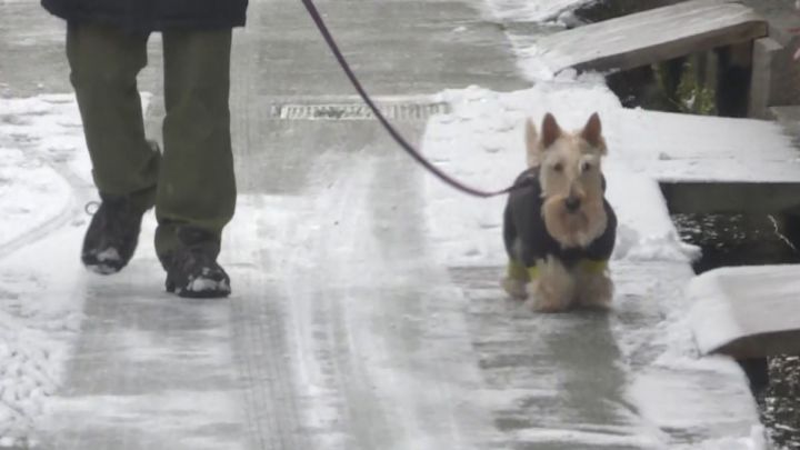 犬も防寒対策は万全…“今季最強寒波”で岐阜の山地を中心に大雪 郡上市長滝では101センチの積雪観測 平年比の約2.4倍