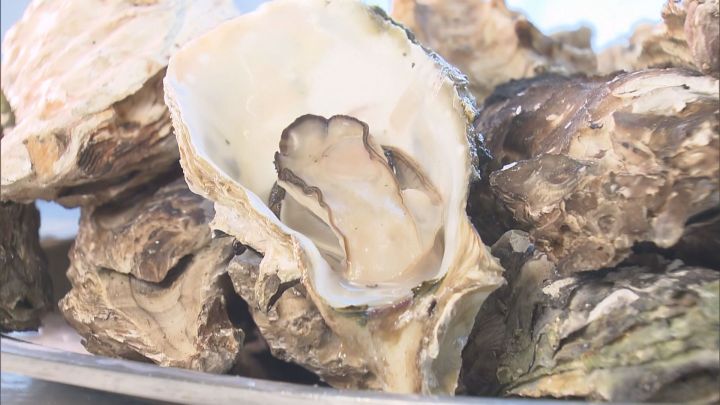 海水温の高さが原因か…養殖牡蠣の成長が遅く身も小さめ 水揚げしたうち7割ほどが死んでいた牡蠣小屋も