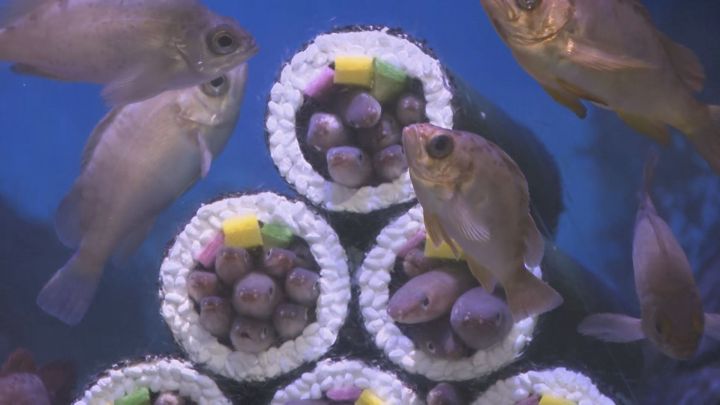 狭い場所に潜り込む習性生かす…節分を前に水族館でマアナゴを“恵方巻”に見立てた展示 愛知県碧南市の碧南海浜水族館