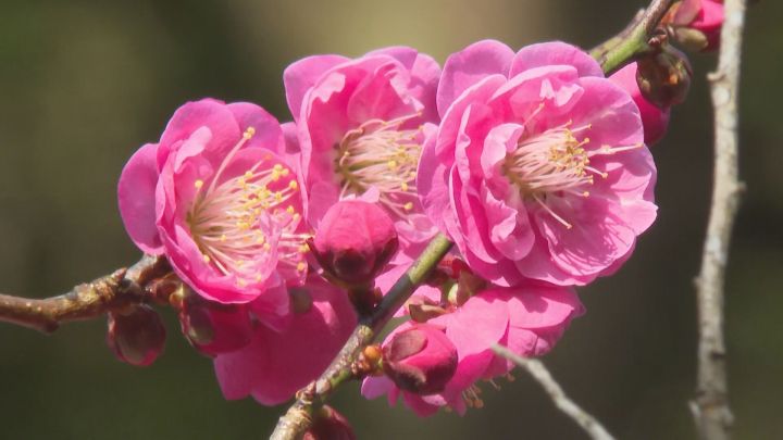 樹齢約300年の老木…寺の境内にある早咲きの紅梅が見頃迎える 例年より3週間ほど遅く開花 三重県紀北町