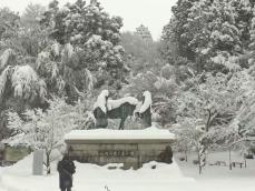 郡上八幡城も“臨時休城”…多い所で125cmの積雪を記録した岐阜県郡上市 市街地にも積もり住民「3-4年ぶりでは」