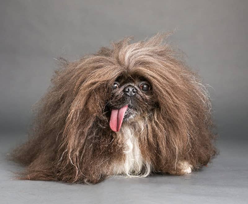 「世界で最も醜い犬コンテスト」開催　飼い主は「不完全な犬ほど完璧な犬たちを代表している」