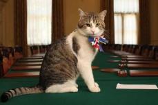 英首相官邸に１３年間住み着いている猫ラリーに心配の声　スターマー新首相が愛猫を連れてくる