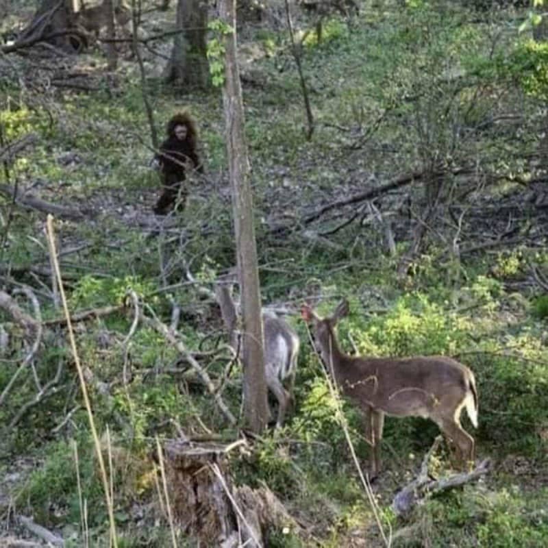赤ちゃんビッグフットが森をさまよいシカを驚かせる衝撃写真で意見割れる「とても人間っぽい」