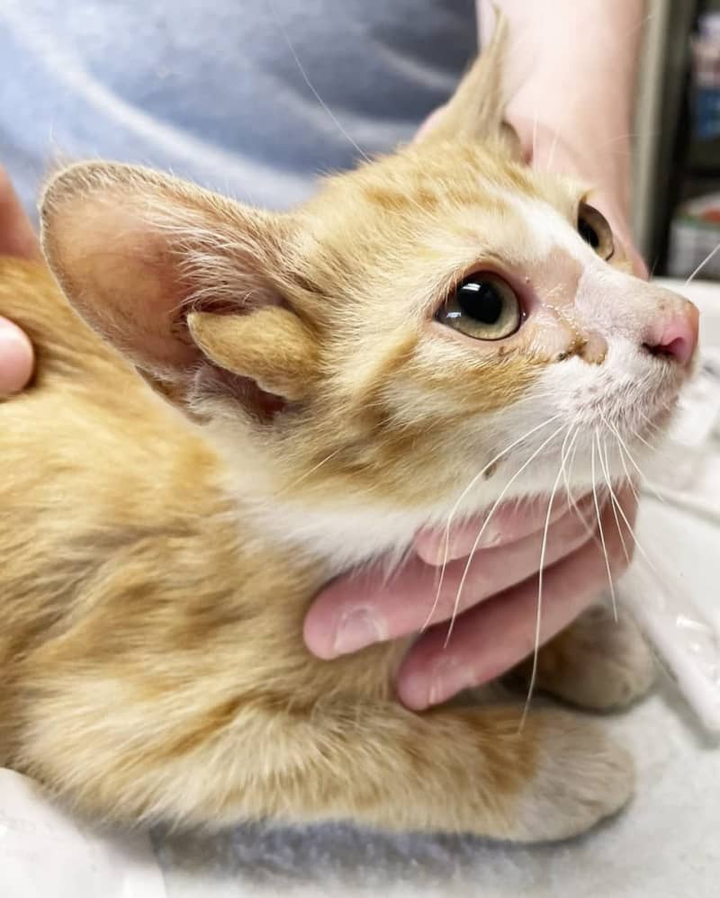４つの耳を持つ捨て猫「オーディオ」がＳＮＳで注目　米テネシー州の水害への寄付を集める
