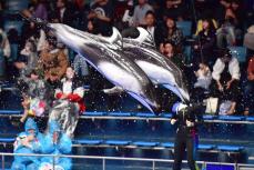 イルカに手の指をかまれるけが人が福井県で相次ぐ　人の指を狙うワケは？
