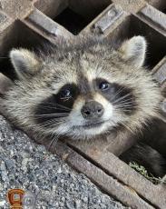 アライグマが雨水排水溝の格子蓋に頭が挟まり大騒動！　オリーブオイルで救出される