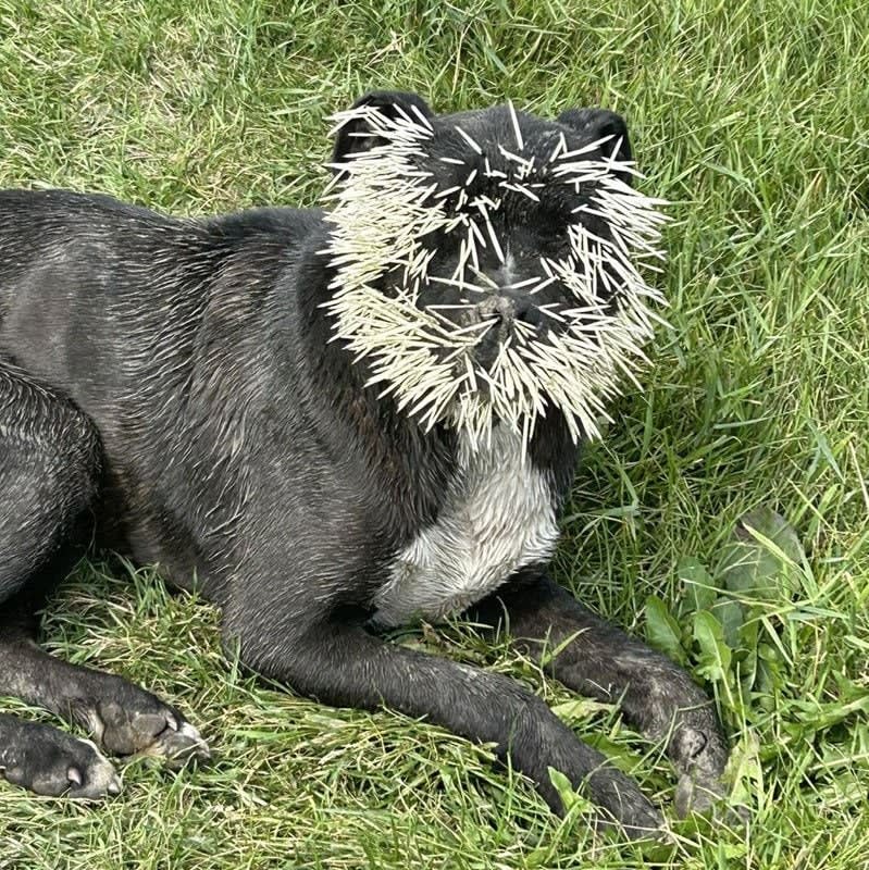 イタタタタ！　ヤマアラシを食べようとして１５００本の針が刺さった犬の衝撃写真