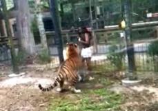 動物園で柵を乗り越えトラをなでようとした女が逮捕　クマもなでようとしていた