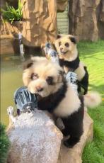 中国の動物園でニセパンダ騒動　チャウチャウを染め「ワン」と吠える