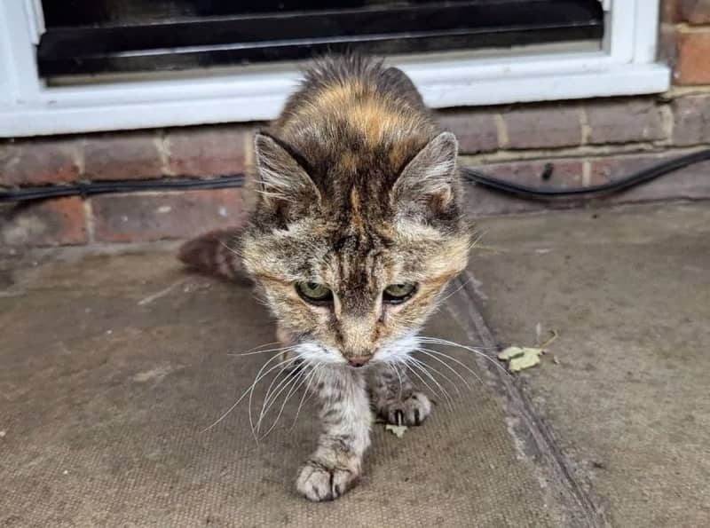 行方不明だった猫が１４年ぶりに飼い主の元に戻り１６日後に天国へ