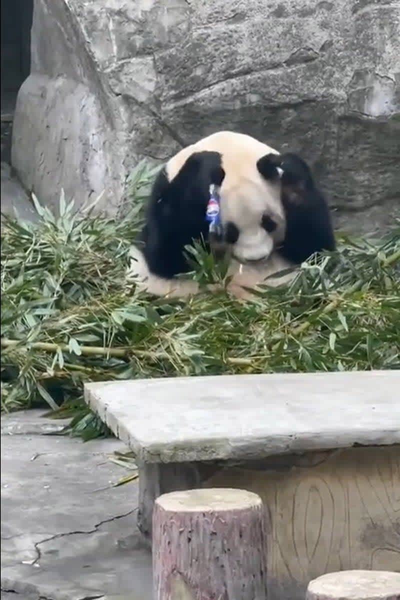 パンダにコーラの瓶を投げつけた男が連行される　中国の重慶動物園で