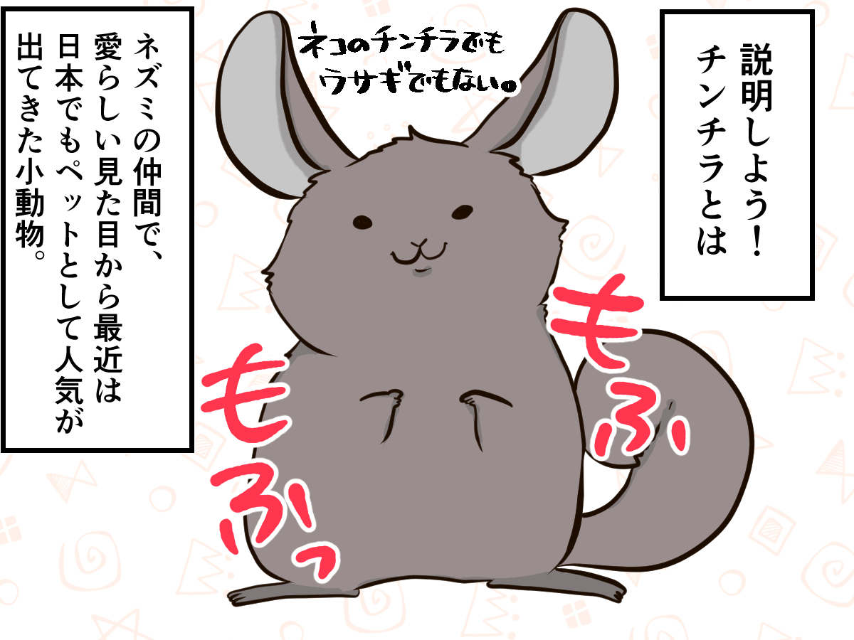猫でもうさぎでもないモフモフ、「チンチラ」ってなぁに？｜Infoseek