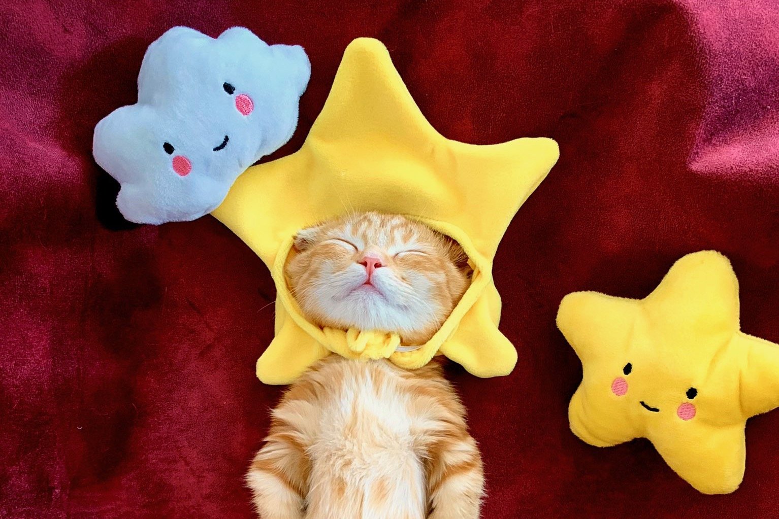 9万人以上が夢中に マンチカンひな子ちゃんのかわいすぎる日常 記事詳細 Infoseekニュース