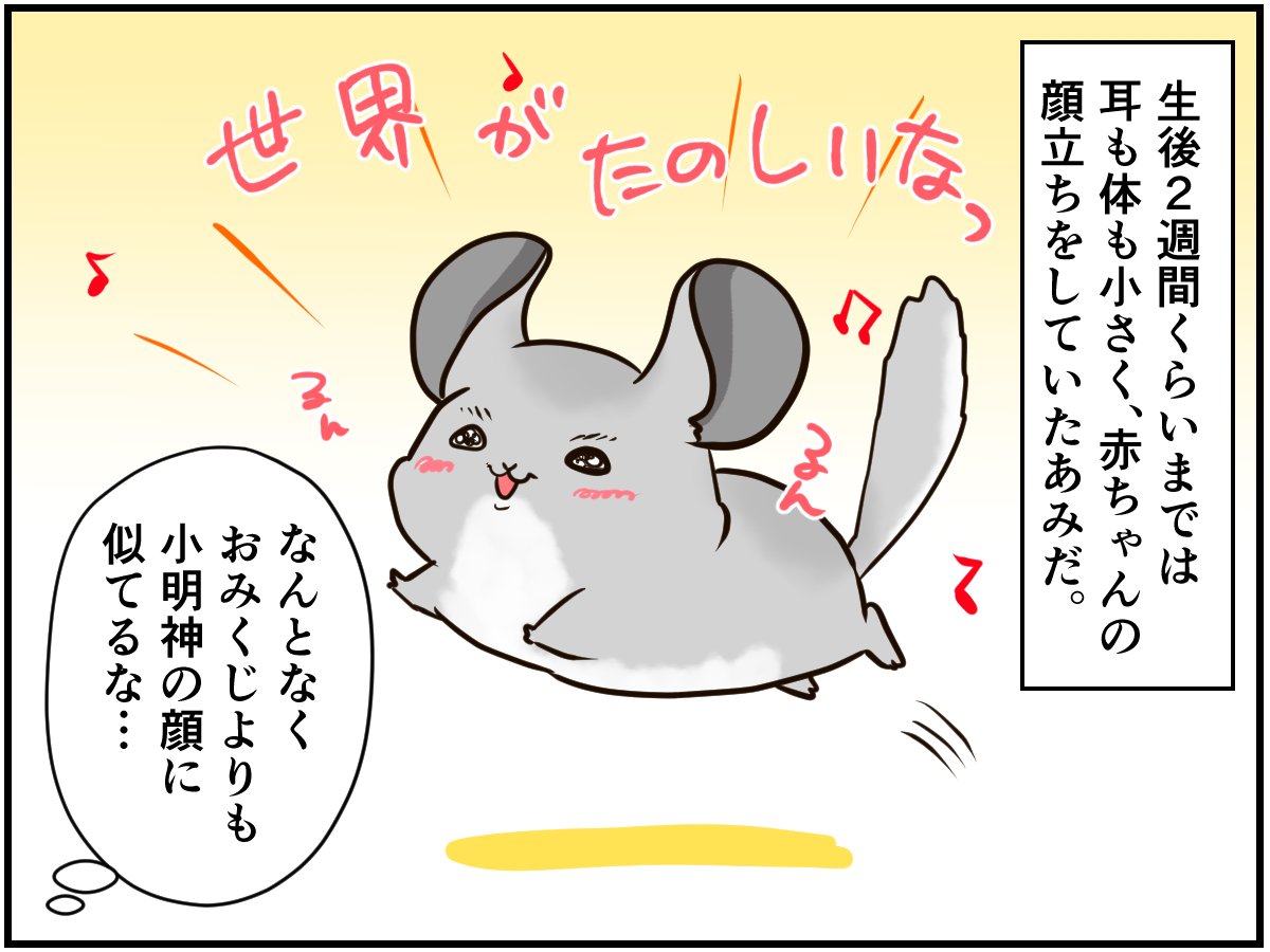 家で生まれたチンチラベビー。「やっぱり親子」と思うのは【チンチ
