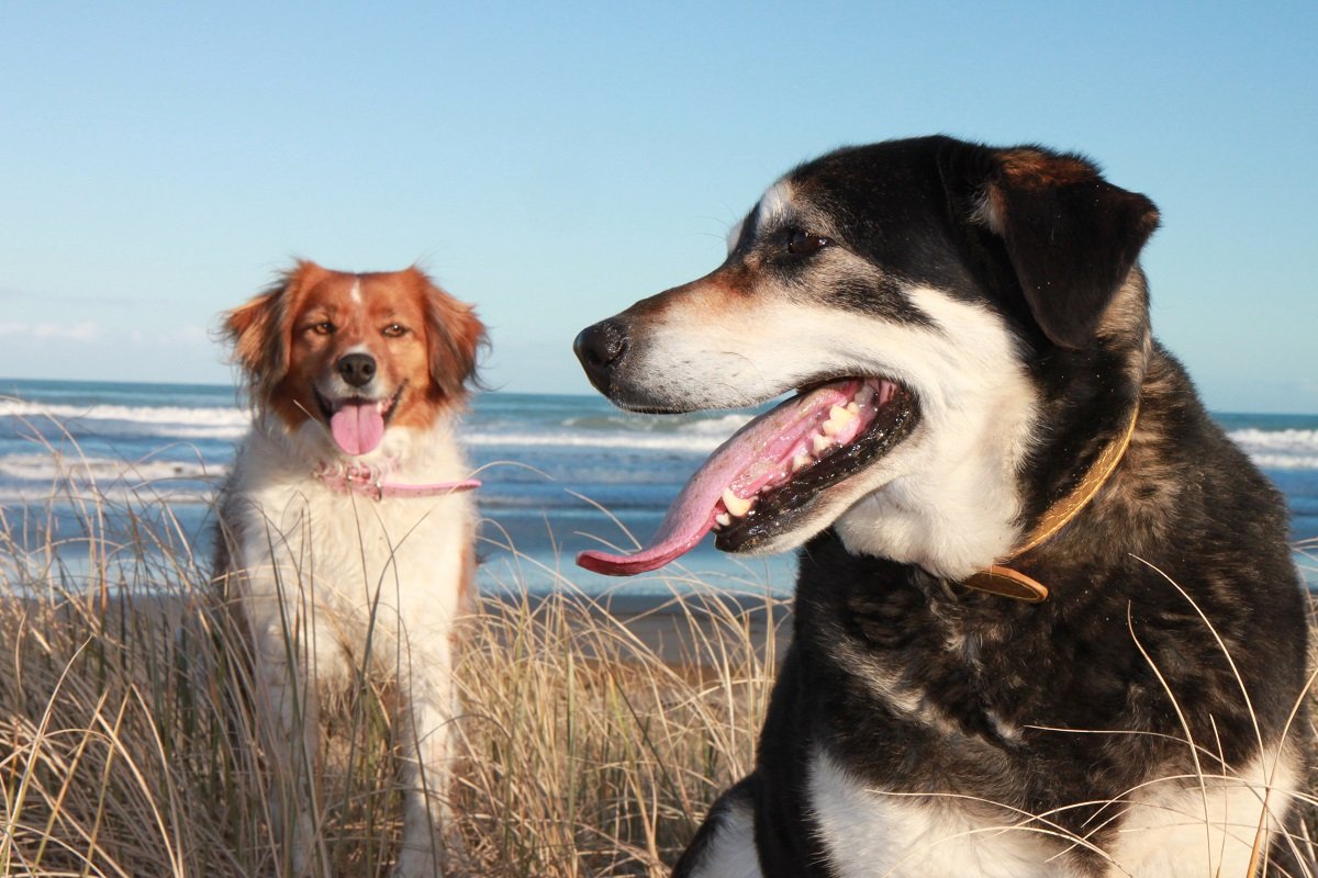 犬にかまれる人の数が減らないニュージーランド 意見が割れるその対策 記事詳細 Infoseekニュース