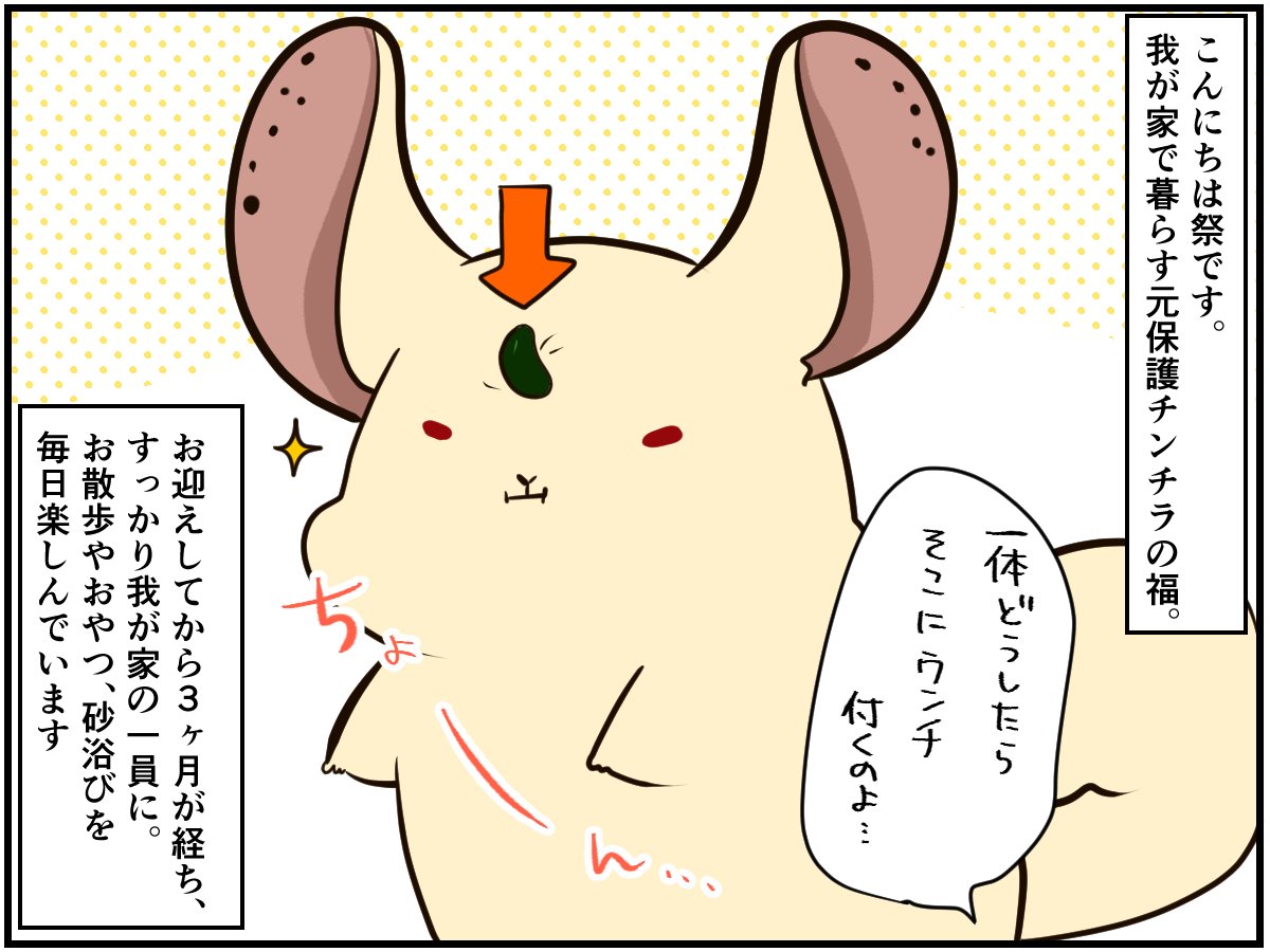 部屋んぽの順番 や おやつ取られたくない チンチラ多頭飼いあるある チンチライフ94話 記事詳細 Infoseekニュース