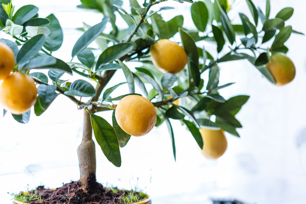 レモン,インテリア,住まい,小物-植物/観葉植物 【公式通販】 レモン,インテリア,住まい,小物-植物/観葉植物 【公式通販】