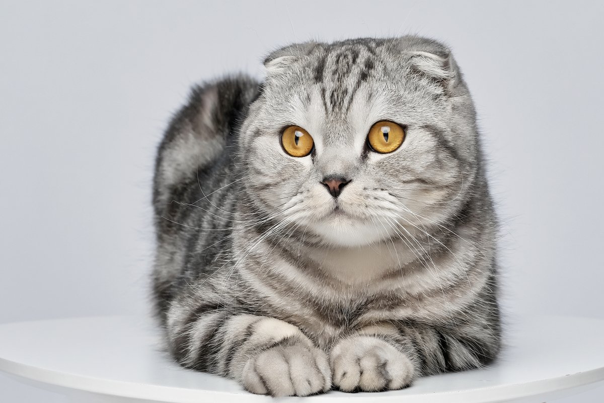 もちまる」も無縁じゃない？人気猫種が抱える病とは｜Infoseekニュース