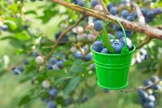 初心者にオススメ「鉢植えブルーベリー」の育て方、実が収穫できて観賞用にも！