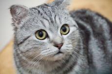 猫の寿命が飛躍的に伸びる？寄付金2億円を数週間で集めた「AIM製剤」を獣医師が解説！