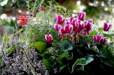冬にオススメの花「ガーデンシクラメン」寄せ植えの作り方＆相性のよい植物は？