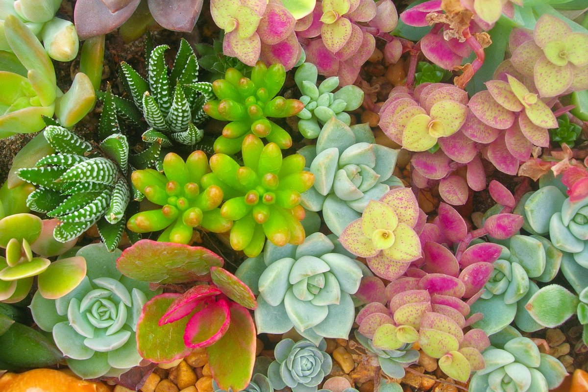 多肉植物の寄せ植え】オシャレに作るコツ&鉢との組み合わせ例を 多肉植物の寄せ植え】オシャレに作るコツ&鉢との組み合わせ例を