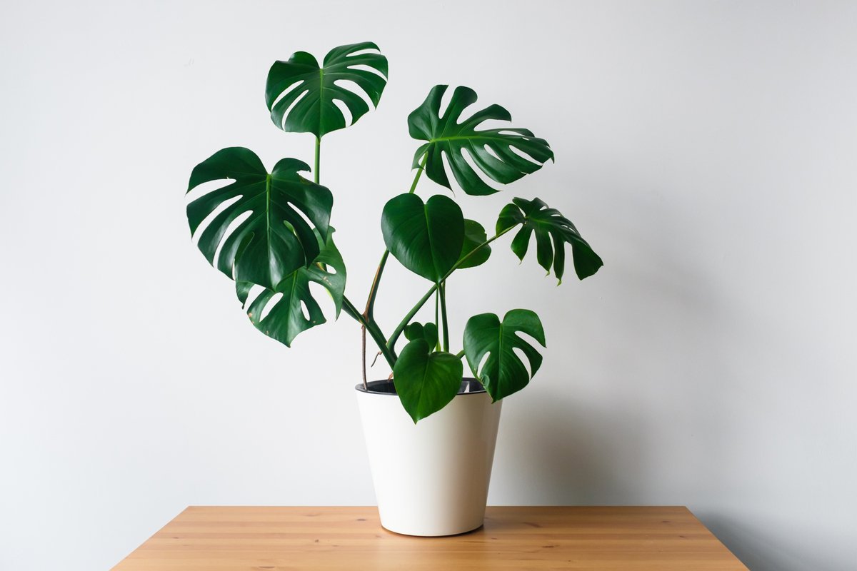 室内で育てる観葉植物 モンステラ 育て方 飾り方 大きな切れ込みのある葉が個性的でオシャレ 記事詳細 Infoseekニュース