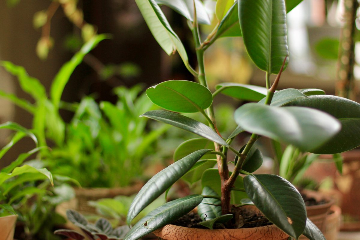 大型の観葉植物】半日陰でも育つ！初心者も室内で育てやすい