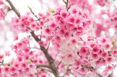 【ガーデニング】春の花木を楽しもう「サクラ・ウメ・ハナモモ」育て方や特徴を紹介