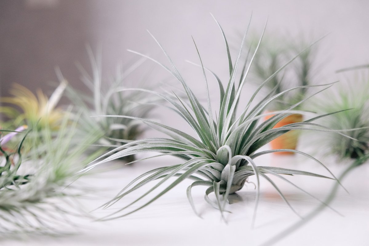 観葉植物 注目のエアプランツ 育て方 オススメ種類も紹介 記事詳細 Infoseekニュース