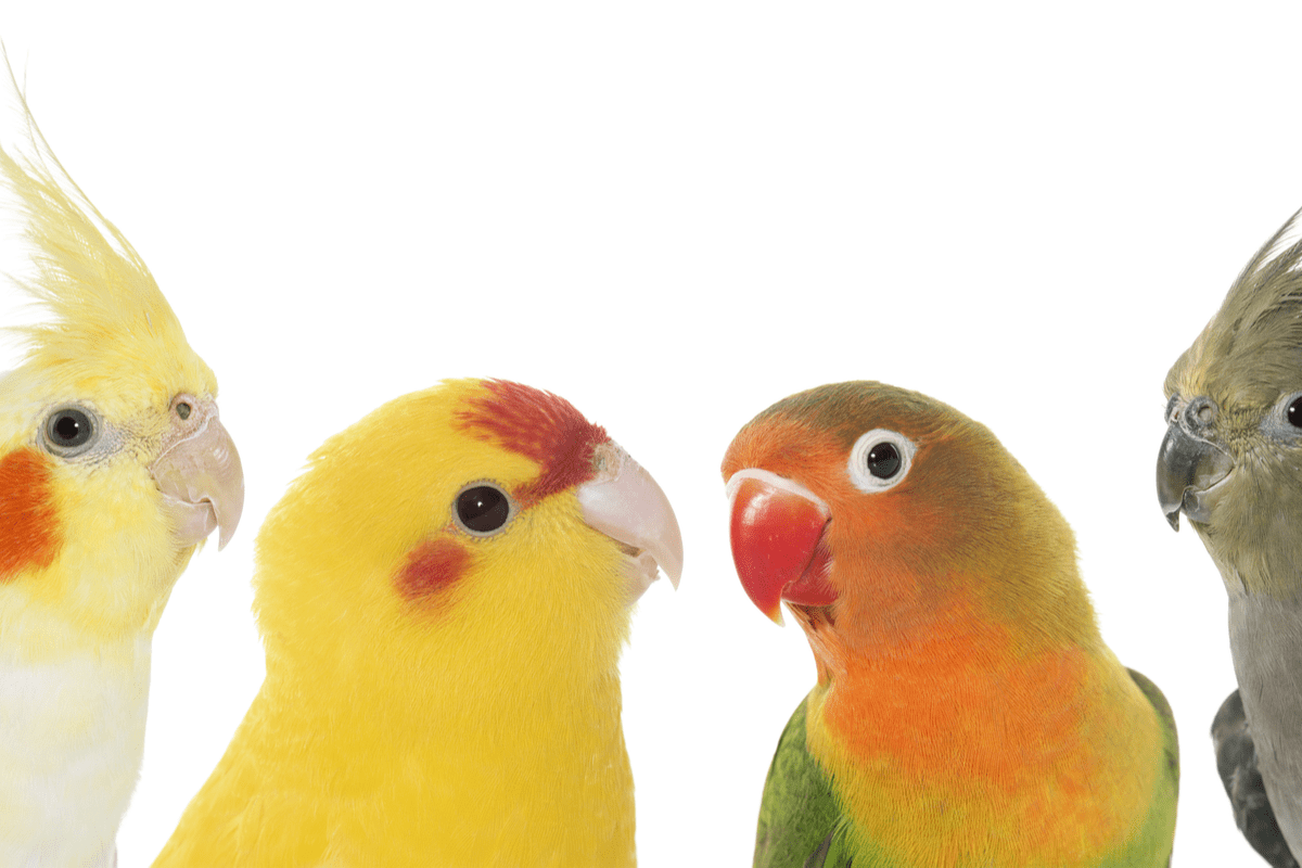 可愛いと人気 オカメインコ ボタンインコ セキセイインコ コザクラインコの本当の見分け方とは 記事詳細 Infoseekニュース