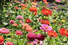 【春のガーデニング】大人っぽい色がオシャレ！庭や花壇にオススメの一年草8選、組み合わせてもステキ