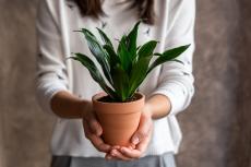 【プレゼントにオススメの観葉植物9選】春のお祝いシーズンにピッタリ！幸せを願う縁起モノ植物