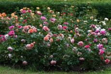 【春のガーデニング】バラと組み合わせたい多年草＆一年草7選！美しさを引き立てるオススメの花々