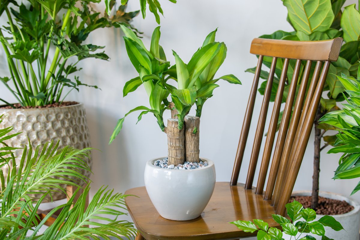 涼しげな雰囲気の観葉植物5選！初夏のインテリアにオススメ、グリーン
