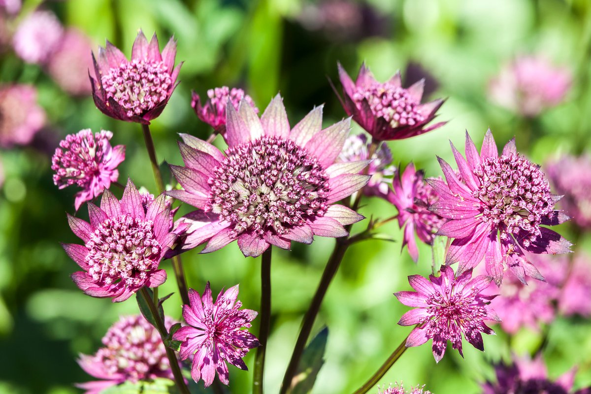 ガーデニング】GWで見つけたいオススメの花6選！野趣あふれる花姿で夏