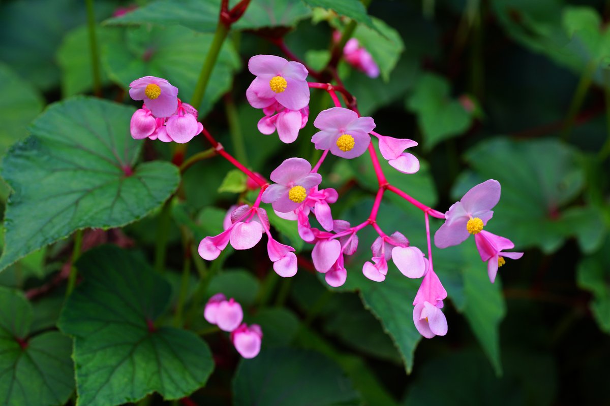 ガーデニング 夏の日陰でも花が咲く オススメの植物8選 ナチュラルな美しさが魅力的な花々 記事詳細 Infoseekニュース