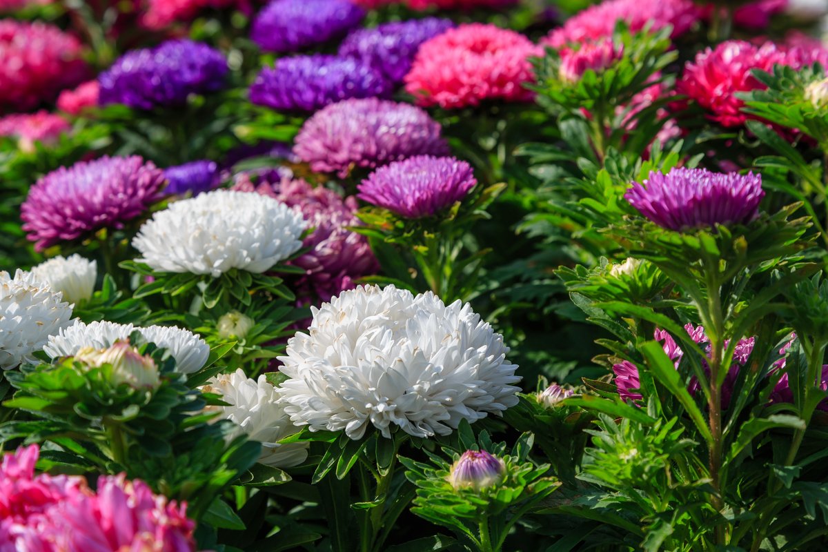 ガーデニング】カラフルで鮮やかな一年草がオシャレ！夏の花壇や庭に 