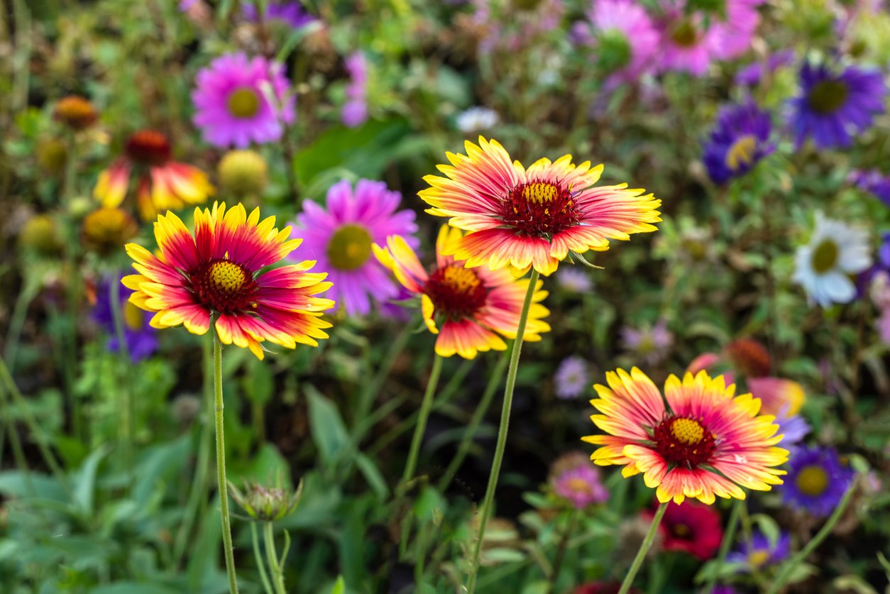 ガーデニング 夏の暑さや直射日光に負けない 日陰がない庭や花壇でもキレイに咲くオススメの花6選 記事詳細 Infoseekニュース