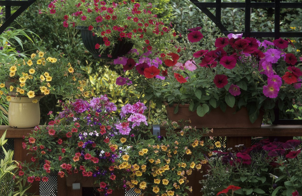 ガーデニング 夏に鮮やかな花が咲くオススメの草花7選 オシャレな庭や花壇を作るポイントは 記事詳細 Infoseekニュース