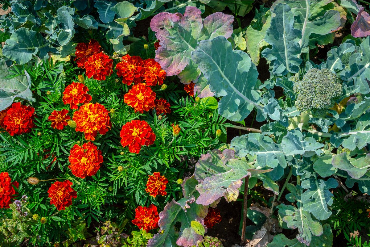 家庭菜園 夏野菜はコンパニオンプランツと植える そのメリットとは 相性のよい組み合わせ例も紹介 記事詳細 Infoseekニュース