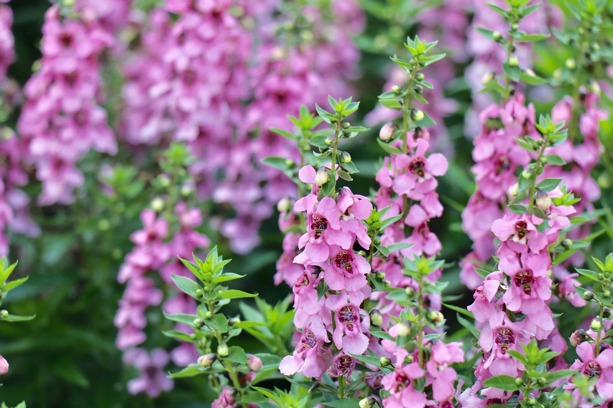夏のガーデニング 梅雨明け後 どんな花を植える 庭のタイプ別オススメの植物10選 記事詳細 Infoseekニュース 夏のガーデニング 梅雨明け後 どんな花を植える 庭のタイプ別オススメの植物10選 記事詳細 Infoseekニュース