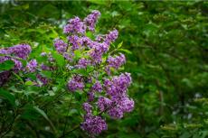 【ガーデニング】美しい花と芳香が楽しめる低木6選！シンボルツリーにオススメ、庭で四季を感じられる