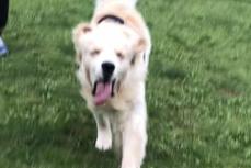夏バテ気味！？ 走っている犬の表情が愛くるしいとTwitterで話題に！